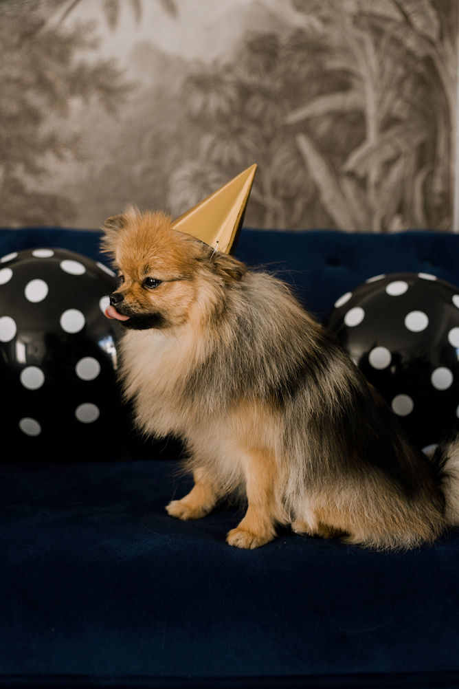 pomeriaan puppy
