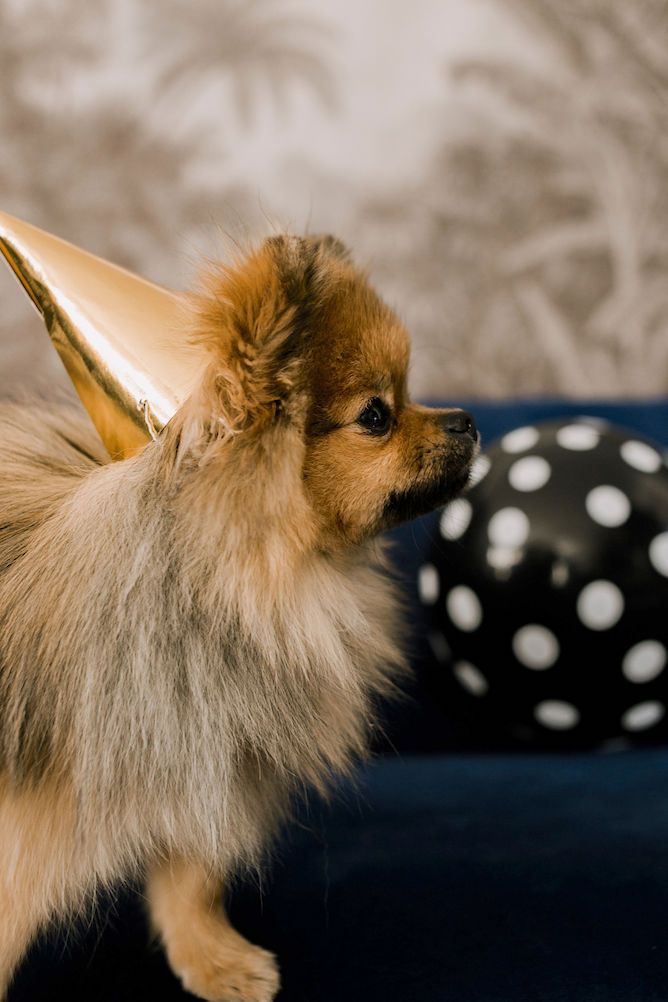 pomeriaan puppy verjaardag