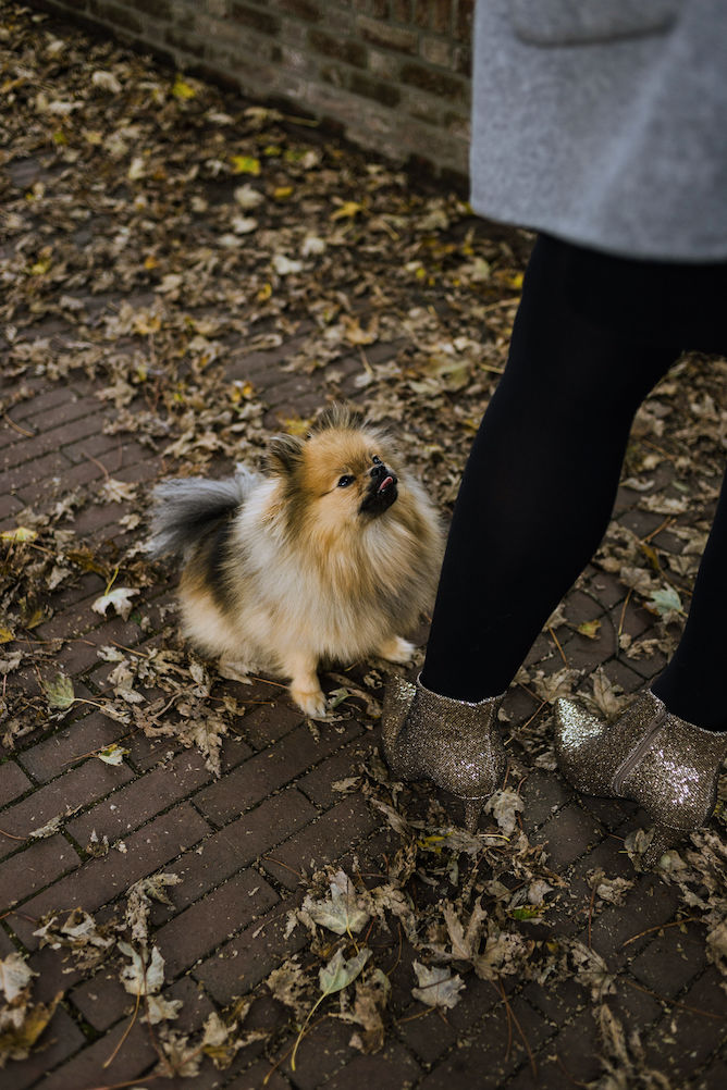 meestgestelde vragen over pomeriaan