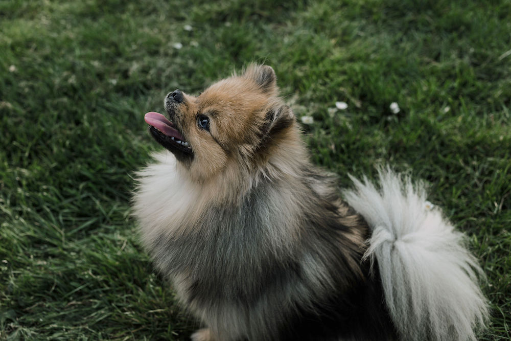 je hond leren los lopen