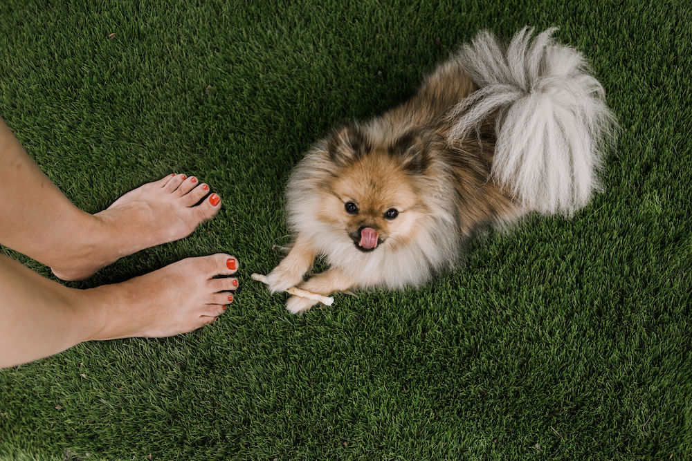 je huis puppy-proof maken