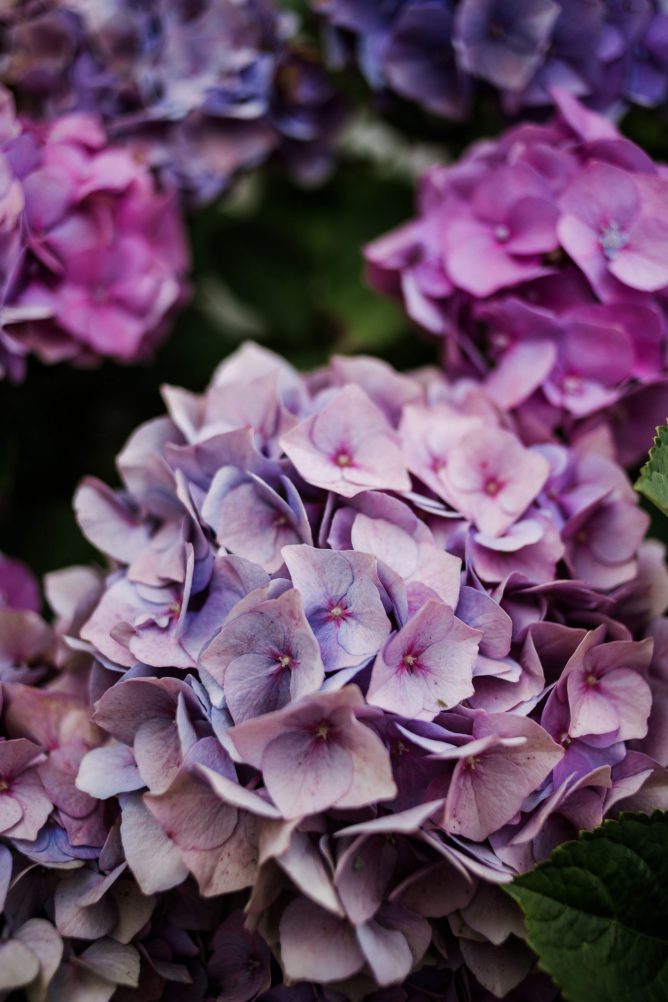 hortensias in de tuin verzorgen